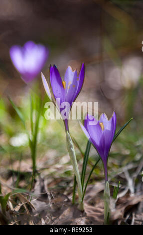 Blau blühende Krokusse (Crocus veluchensis) in den hohen Bergen im frühen Frühling. Frühling Hintergrund. Frühlingsblumen Krokusse wachsen in Wild. Stockfoto