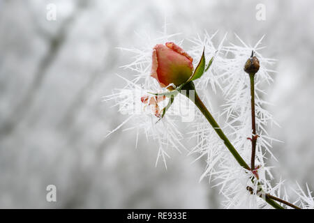 Rose Bud mit langen Nadeln aus gefrorenem Eis im Winter Raureif im Winter, Grußkarten zum Valentinstag mit Kopie Raum, ausgewählte konzentrieren, schmal Stockfoto