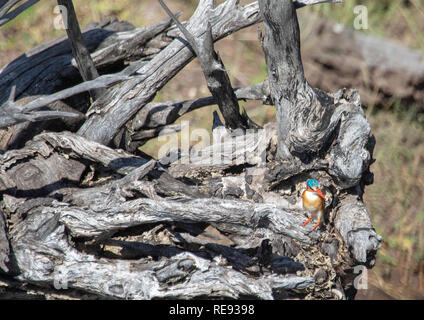 Malachite Kingfisher sitzen auf einem toten Baum in der Nähe des Chobe Fluss in Botswana im Sommer Stockfoto