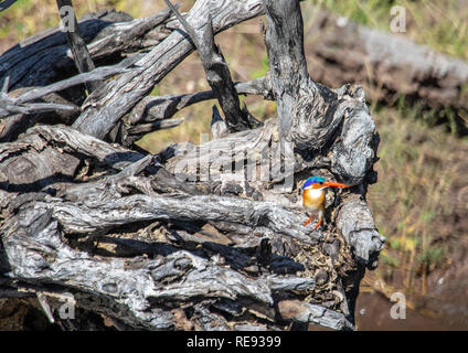 Malachite Kingfisher sitzen auf einem toten Baum in der Nähe des Chobe Fluss in Botswana im Sommer Stockfoto