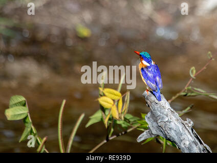 Malachite Kingfisher sitzen auf einem toten Baum in der Nähe des Chobe Fluss in Botswana im Sommer Stockfoto