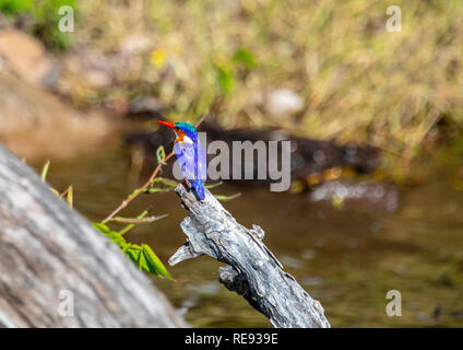 Malachite Kingfisher sitzen auf einem toten Baum in der Nähe des Chobe Fluss in Botswana im Sommer Stockfoto