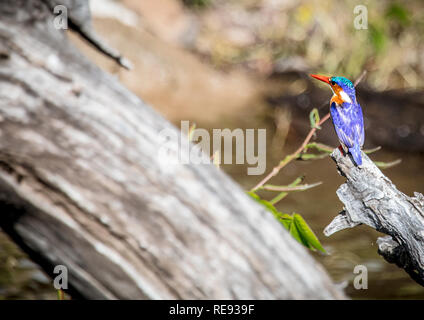 Malachite Kingfisher sitzen auf einem toten Baum in der Nähe des Chobe Fluss in Botswana im Sommer Stockfoto