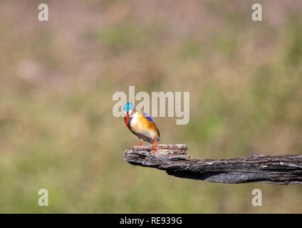 Malachite Kingfisher sitzen auf einem toten Baum in der Nähe des Chobe Fluss in Botswana im Sommer Stockfoto