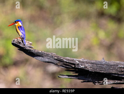 Malachite Kingfisher sitzen auf einem toten Baum in der Nähe des Chobe Fluss in Botswana im Sommer Stockfoto