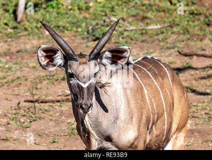 Etwa 12 Monate alte männliche Nyala in der Nähe des Chobe Fluss in Botswana im Sommer Stockfoto