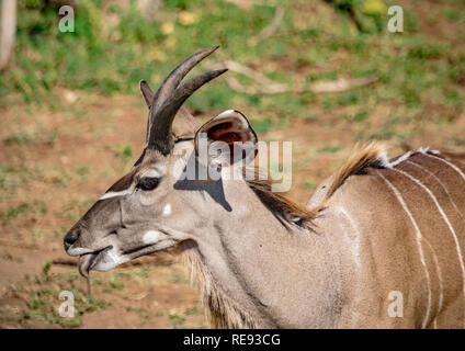 Etwa 12 Monate alte männliche Nyala in der Nähe des Chobe Fluss in Botswana im Sommer Stockfoto