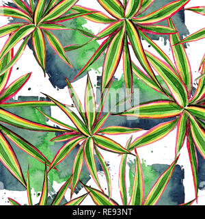 Dracaena marginata Trikolore. Aquarell Hintergrund Abbildung. Nahtlose Muster. Stockfoto