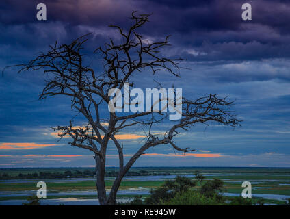 Landschaft Bild des Chobe Fluss am Chobe Nationalpark in Botsuana im Sommer Stockfoto