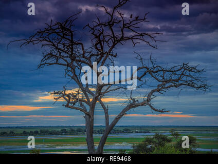 Landschaft Bild des Chobe Fluss am Chobe Nationalpark in Botsuana im Sommer Stockfoto