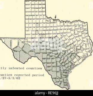 . Kooperative Wirtschaftsbeziehungen insekt Bericht. Nützlinge und Schädlinge. - 473 Quadratfuß. Auf dieser Ebene, mehr als 200.000 würde pro Hektar produziert werden. Über einen längeren Zeitraum warmes oder heißes Wetter während der nächsten 1-2 Wochen sollte die Zikade Erwachsene. Erste instars von PINE SAWFLIES (Neodiprion spp.) Fütterung auf Nadeln der Schwarzkiefer in Melville, Long Island, mit einem zweiten instars der Weißen - Kiefer gegen Blattläuse (Cinara strobi) des gleichen Bäume. Zwei-BESCHMUTZTE Dame Käfer (Adalia bipunctata) und GOLDEN EYE FLORFLIEGE (Chrysopa oculata) waren anwesend und kann 2 Eier gelegt wurden. Acrobasis CASEBEARER (sp.) Larven infeste Stockfoto
