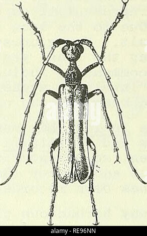 . Kooperative Wirtschaftsbeziehungen insekt Bericht. Nützlinge und Schädlinge. . Bitte beachten Sie, dass diese Bilder sind von der gescannten Seite Bilder, die digital für die Lesbarkeit verbessert haben mögen - Färbung und Aussehen dieser Abbildungen können nicht perfekt dem Original ähneln. extrahiert. In den Vereinigten Staaten. Tier- und Pflanzengesundheit. Pflanzenschutz und Quarantäne Programme; in den Vereinigten Staaten. Büro der Entomologie und Quarantäne; in den Vereinigten Staaten. Anlage Pest Control. Hyattsville, MD. [Etc. ] Pflanzenschutz und Quarantäne Programme und die Gesundheit von Tieren und Pflanzen Service Stockfoto