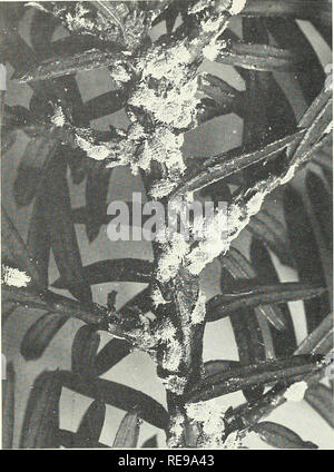 . Kontrolle der Skala Insekten und wollläuse an Zierpflanzen. Maßstab Insekten; Pseudococcus. 24 Connecticut Experiment Station Bulletin 710. Abb. 14. Wollläuse auf Taxus. Wollläuse, Pseudococcus sp. Biologie. Wollläuse ernähren sich viele Sorten von Bäumen, Sträuchern und anderen Pflanzen. Mehrere hundert oder mehr in der aktuellen Literatur aufgeführt sind. Ein paar von ihnen sind Obstbäume, catalpa, Kastanie, Zitrus, Buchsbaum, Liguster, Geißblatt, Traube, Ahorn, Chrysanthemen, coleus, Palm, Lantana, sal-via, Petunia, Gladiolen, und Gräser. Verletzungen Pflanzen ist durch die Fütterung und durch die Sekretion von eine farblose erreicht Stockfoto