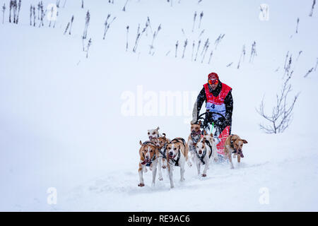 Teilnehmer in der La Grande Odyssée Savoie Mont Blanc Schlittenhunderennen, Praz de Lys Sommand, Auvergne-Rh ône-Alpes, Frankreich Stockfoto