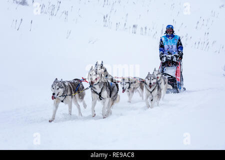 Teilnehmer in der La Grande Odyssée Savoie Mont Blanc Schlittenhunderennen, Praz de Lys Sommand, Auvergne-Rh ône-Alpes, Frankreich Stockfoto