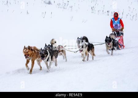 Teilnehmer in der La Grande Odyssée Savoie Mont Blanc Schlittenhunderennen, Praz de Lys Sommand, Auvergne-Rh ône-Alpes, Frankreich Stockfoto