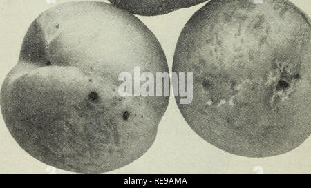 . Kontrolle von diabrotica, oder Western spotted Gurke Käfer, in Laub- und Obstbäumen. Diabrotica Diabrotica;; Obst. 14 Universität CaliforniaâExperiment Station Baum reif. Im Jahre 1940 nur sehr wenig von der Frucht im Brentwood Bereich wurde angegriffen, bevor sie begonnen hat. In der Fütterung 1941 früher begonnen, wenn viel von der Frucht der Reife grün Stufe erreicht wurde. Anscheinend dieser Käfer würde eher auf das Laub füttern Sie als die sehr grüne Frucht. Dieser ist sehr glücklich, denn wenn die Pest die Frucht in allen Phasen seiner Entwicklung angegriffen, fast unmöglich sein würde, oder zumindest. Stockfoto