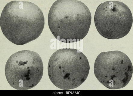 . Kontrolle von diabrotica, oder Western spotted Gurke Käfer, in Laub- und Obstbäumen. Diabrotica Diabrotica;; Obst. Bul. 681] Kontrolle von Diabrotica 13. Abb. 7. - die verschiedenen Grade der primären Verletzung von diabrotica Aprikosen. Ein Unverletzter Obst wird oben links angezeigt. Bitte beachten Sie, dass diese Bilder sind von der gescannten Seite Bilder, die digital für die Lesbarkeit verbessert haben mögen - Färbung und Aussehen dieser Abbildungen können nicht perfekt dem Original ähneln. extrahiert. Michelbacher, A.E. (Abe Esra), 1899-1991; MacLeod, G. F. (Guy Franklin), 1897-1981; Smith, Ray F. Berkel Stockfoto
