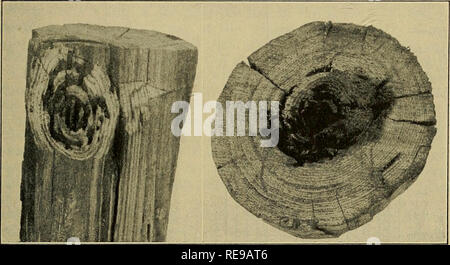 . Die Kontrolle der Tischler Ameisen auf Telefonmasten. Tischler Ameisen; Polen; Holz Holz. Ant Schädigung Polen 917 ANT VERLETZUNGEN DER schwarze Carpenter ant zu Polen, Camponotus herculeanus pennsylvanicus DeGeer (Abbildungen 89 und 90), ist die einzige Art in der Regel in Polen in Connecticut. Eine kleine Art von Ant, Crematogaster lineolata Sagen, ist manchmal gefunden in Polen aber seine Galerien sind klein und es verursacht keine SIGNIF - icant Verletzung. Die unterirdischen Termite, Reticalitermes flavipes Kollar, hat in ein paar Stöcke gefunden worden, aber die Schädigung durch Es ist relativ unbedeutend. Die carpen Stockfoto