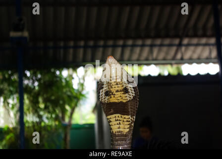 Schlange Cobra, nähe Head View, Cobra giftige Schlange Stockfoto