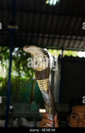 Schlange Cobra, nähe Head View, Cobra giftige Schlange Stockfoto