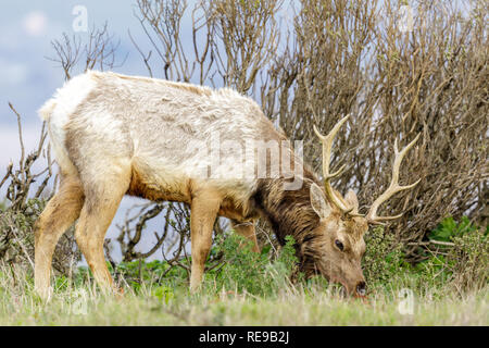 Tule Elk Stier nach Weiden Stockfoto