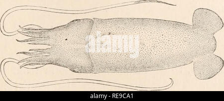 . Ein Beitrag zur Amerikanischen thalassography: Drei Kreuzfahrten der Vereinigten Staaten Küsten- und Vermessungsamt Dampfer "Blake", im Golf von Mexiko, in der Karibik, und entlang der Atlantikküste der Vereinigten Staaten, von 1877 bis 1880. Blake (Dampfgarer); Marine Tiere - Atlantik, marinen Sedimenten. Charakteristische Arten in der Tiefsee. Kopffüßer. 61 Wir können Benthoteuthis erwähnen. (Abb. 279.) Sie werden vor allem nördlichen Arten, die zuvor in flacheren Gewässern durch die Vereinigten Staaten Fisch Kommission gesammelt. ijr. 270. - Benthoteuthis. w. (Verrill.) Aber die interessantesten Der Stockfoto