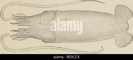 . Ein Beitrag zur Amerikanischen thalassography; drei Kreuzfahrten der Vereinigten Staaten Küsten- und Vermessungsamt Dampfer "Blake", im Golf von Mexiko, in der Karibik, und entlang der Atlantikküste der Vereinigten Staaten, von 1877 bis 1800. Blake (Schiff); Marine Tiere - Atlantik; marine Sedimente; Ocean. Charakteristische Arten in der Tiefsee. Kopffüßer. 61 Wir können Benthoteuthis erwähnen. (Abb. 279.) Sie werden vor allem nördlichen Arten, die zuvor in flacheren Gewässern durch die Vereinigten Staaten Fisch Kommission gesammelt. Abb. 270. - Bentliotenthis. |. (VerriU.) Aber bei Weitem die interessanteste von t Stockfoto