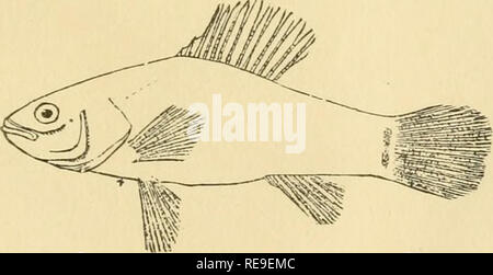 . Beiträge zu Nordamerikanischen ichthyology. Fische. Abb. 73 - Elassonia zonata Jordan. Wenig gelogen., Arche. Tj^ ie erweiterten 3 dlams.. Abb. 74 - Astemotreniia nie. sotremat/orrfaji. Wenig Ked Eiver, Arche. Bitte beachten Sie, dass diese Bilder sind von der gescannten Seite Bilder, die digital für die Lesbarkeit verbessert haben mögen - Färbung und Aussehen dieser Abbildungen können nicht perfekt dem Original ähneln. extrahiert. Jordan, David Starr, 1851-1931; Brayton, Alembert Winthrop. Washington, Govt. drucken. aus. Stockfoto