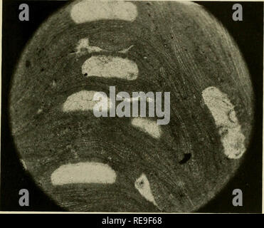 . Beiträge zur Geologie und Paläontologie von Canal Zone, Panama, und geologisch verwandte Bereiche in Mittelamerika und der Karibik.. Paläontologie, Paläontologie, Paläontologie. . Bitte beachten Sie, dass diese Bilder sind von der gescannten Seite Bilder, die digital für die Lesbarkeit verbessert haben mögen - Färbung und Aussehen dieser Abbildungen können nicht perfekt dem Original ähneln. extrahiert. Vaughan, Thomas Wayland, 1870-1952; United States National Museum. Washington: Govt. Drucken. Aus. Stockfoto