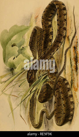 . Beiträge zur Naturgeschichte von Labuan, und die angrenzenden Küsten der Insel Borneo. Natural History; Natural History. &Lt;I CO^'en&lt;. Bitte beachten Sie, dass diese Bilder sind von der gescannten Seite Bilder, die digital für die Lesbarkeit verbessert haben mögen - Färbung und Aussehen dieser Abbildungen können nicht perfekt dem Original ähneln. extrahiert. Motley, James; Dillwyn, Lewis Llewellyn. London: J. VAN VOORST Stockfoto