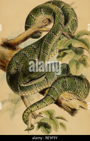 . Beiträge zur Naturgeschichte von Labuan, und die angrenzenden Küsten der Insel Borneo. Natural History; Natural History. ¥. '?, IME SUP. U S SUBAMNULATUS Vnie 44 LcuidoE t^iblishwl ty JoTm Van Voorsi. l. Patcmoi^ ur' Reihe, 1.8b4". Bitte beachten Sie, dass diese Bilder sind von der gescannten Seite Bilder, die digital für die Lesbarkeit verbessert haben mögen - Färbung und Aussehen dieser Abbildungen können nicht perfekt dem Original ähneln. extrahiert. Motley, James; Dillwyn, Lewis Llewellyn. London: J. VAN VOORST Stockfoto