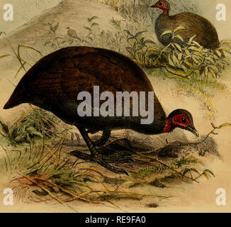 . Beiträge zur Naturgeschichte von Labuan, und die angrenzenden Küsten der Insel Borneo. Natural History; Natural History. MEGAPODIUS CUMlNGIl PaiSe 32 Pori ich West Imp. Lundon Publiied von John Vaji Vjorst, i, l.' ein. tetno3U-r l'jjw, 18 b4;. Bitte beachten Sie, dass diese Bilder sind von der gescannten Seite Bilder, die digital für die Lesbarkeit verbessert haben mögen - Färbung und Aussehen dieser Abbildungen können nicht perfekt dem Original ähneln. extrahiert. Motley, James; Dillwyn, Lewis Llewellyn. London: J. VAN VOORST Stockfoto