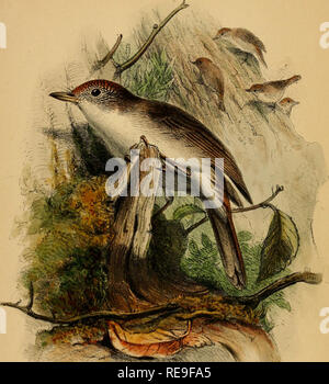 . Beiträge zur Naturgeschichte von Labuan, und die angrenzenden Küsten der Insel Borneo. Natural History; Natural History. -^&gt; MALACOPTERON CORONATUM. Seite 21 Ford St" Wist legen London Publiihci durch - John Va i/fcarst, l, Palcmoster E. crw, 185' (. Bitte beachten Sie, dass diese Bilder sind von der gescannten Seite Bilder, die digital für die Lesbarkeit verbessert haben mögen - Färbung und Aussehen dieser Abbildungen können nicht perfekt dem Original ähneln. extrahiert. Motley, James; Dillwyn, Lewis Llewellyn. London: J. VAN VOORST Stockfoto