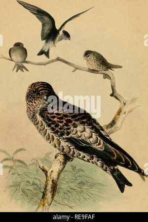 . Beiträge zur Naturgeschichte von Labuan, und die angrenzenden Küsten der Insel Borneo. Natural History; Natural History. MACROPTERYX KLECKO. Fcta yomg Seite 9^*-, West B. ^^Ldttlon PublishedTjy melden Sie l^' fcarst tcmDster Zeile 1, Pa lS5 Ich.. Bitte beachten Sie, dass diese Bilder sind von der gescannten Seite Bilder, die digital für die Lesbarkeit verbessert haben mögen - Färbung und Aussehen dieser Abbildungen können nicht perfekt dem Original ähneln. extrahiert. Motley, James; Dillwyn, Lewis Llewellyn. London: J. VAN VOORST Stockfoto