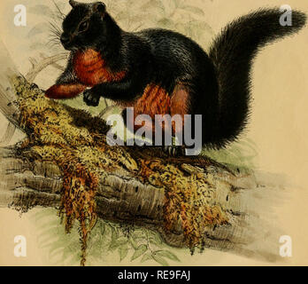 . Beiträge zur Naturgeschichte von Labuan, und die angrenzenden Küsten der Insel Borneo. Natural History; Natural History. SCIURUS RUFONIGER Vax Pa-ge 6. PcidJtlVost Imp, London PubLshed durch Jolm Vkn Voorsi., 1, Paternoster Row, 1854. Bitte beachten Sie, dass diese Bilder sind von der gescannten Seite Bilder, die digital für die Lesbarkeit verbessert haben mögen - Färbung und Aussehen dieser Abbildungen können nicht perfekt dem Original ähneln. extrahiert. Motley, James; Dillwyn, Lewis Llewellyn. London: J. VAN VOORST Stockfoto