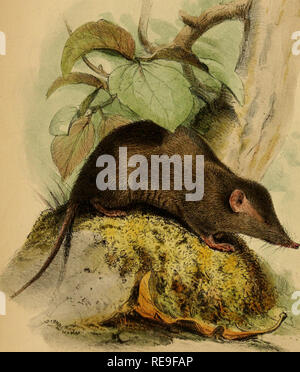 . Beiträge zur Naturgeschichte von Labuan, und die angrenzenden Küsten der Insel Borneo. Natural History; natürliche Geschichte. n. SOREX GRAYII PA ge1 IdiiJlTest Imj. London PuUjsliei Ijy Jdin Van Voorst, 1, Paternoster Row, 1854;.. Bitte beachten Sie, dass diese Bilder sind von der gescannten Seite Bilder, die digital für die Lesbarkeit verbessert haben mögen - Färbung und Aussehen dieser Abbildungen können nicht perfekt dem Original ähneln. extrahiert. Motley, James; Dillwyn, Lewis Llewellyn. London: J. VAN VOORST Stockfoto