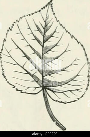 . Beiträge zu Gartenbaulichen Literatur; wird eine Auswahl von Artikeln für den Garten Zeitschriften und Zeitungen lesen, bevor sie verschiedene Gesellschaften, von 1843 bis 1892. Gartenarbeit; Rosen. Abb. 10. Abb. Ii. Abb. 12. Hier, wie auch in den Umriss des Baumes, die zwischenformen sind unzählig. In Garten und shrubber} - Pflanzen ein möglichst vollständiges Effekt wird durch eine Vereinbarung über die Formen der Blätter allein produziert werden. Aber so reich und verschiedenen ist das Material in unserem Befehl hier, dass es keineswegs notwendig, uns auf diese eine Funktion, Bäume und Sträucher oft produzieren beaut zu beschränken. Stockfoto