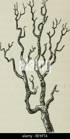 . Beiträge zu Gartenbaulichen Literatur; wird eine Auswahl von Artikeln für den Garten Zeitschriften und Zeitungen lesen, bevor sie verschiedene Gesellschaften, von 1843 bis 1892. Gartenarbeit; Rosen. Abb. d - Die Eiche. 2. Auf die Gestaltung und die Anordnung der Sprühdüsen und Verzweigung von Bäumen. Diese Frage ist von geringerer Bedeutung als die Form oder die Umrisse des Baumes, weil es nur unterscheiden, wenn unmittelbar unter dem Auge, in der Erwägung, dass die Umrisse der Baum erzeugt einen Effekt auf die Landschaft aus großer Distanz. Für einige Zwecke Bäume in immer grün und Laubwälder unterteilt sind, die ehemalige Holding Stockfoto