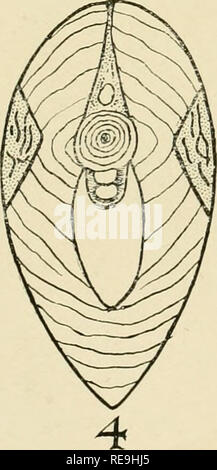 . Beiträge zu den kanadischen Biologie. Marine Biologie; Natural History. . Bitte beachten Sie, dass diese Bilder sind von der gescannten Seite Bilder, die digital für die Lesbarkeit verbessert haben mögen - Färbung und Aussehen dieser Abbildungen können nicht perfekt dem Original ähneln. extrahiert. Biologische Board von Kanada, Kanada. Marine Biologische Station. Toronto, Biologische Board von Kanada Stockfoto