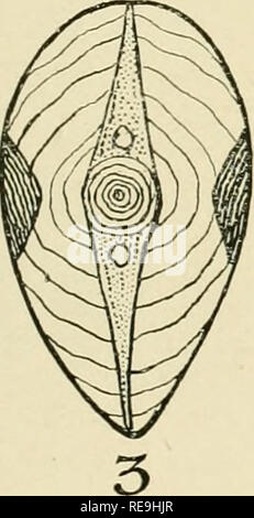 . Beiträge zu den kanadischen Biologie. Marine Biologie; Natural History. Z Bitte beachten Sie, dass diese Bilder sind von der gescannten Seite Bilder, die digital für die Lesbarkeit verbessert haben mögen - Färbung und Aussehen dieser Abbildungen können nicht perfekt dem Original ähneln. extrahiert. Biologische Board von Kanada, Kanada. Marine Biologische Station. Toronto, Biologische Board von Kanada Stockfoto