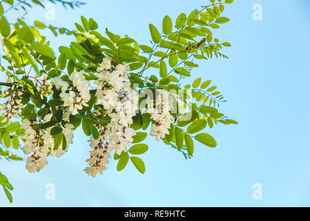 Filiale der blühenden Akazien. Der Frühling kommt Stockfoto