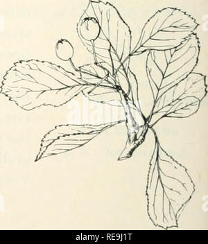 . Beiträge zur Botanik von Vermont. Pflanzen - - Vermont. Die Bäume von