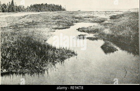 . Beiträge aus der Osborn botanischen Labor. Pflanzen. Abbildung 47. - Salzwiese auf Barriere an der Grenze - Strand Teich, Harrimans, Brooklin.. Bitte beachten Sie, dass diese Bilder sind von der gescannten Seite Bilder, die digital für die Lesbarkeit verbessert haben mögen - Färbung und Aussehen dieser Abbildungen können nicht perfekt dem Original ähneln. extrahiert. Osborn botanischen Labor. [New Haven?] Osborn Botanical Laboratory, Yale University. Stockfoto