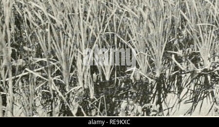 . Beiträge aus der Osborn botanischen Labor. Pflanzen. iKiiill Fn. r35. - Regelmäßige Teich, naskeag Point, Brooklin;cat-tails und Eriophorwm tenellum vorstehend; Lärchen im Hintergrund.. Bitte beachten Sie, dass diese Bilder sind von der gescannten Seite Bilder, die digital für die Lesbarkeit verbessert haben mögen - Färbung und Aussehen dieser Abbildungen können nicht perfekt dem Original ähneln. extrahiert. Osborn botanischen Labor. [New Haven?] Osborn Botanical Laboratory, Yale University. Stockfoto