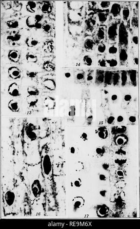 . Beiträge der botanischen Labor, Vol. 11. Botanik; Botanik. f^t. PROTOPLASMA Band XVIII Tafel III •"> 1 • 4 M. CONWAY ZIRKLE Verlag von Gebriider Borntraeger in Leipzig. Bitte beachten Sie, dass diese Bilder sind von der gescannten Seite Bilder, die digital für die Lesbarkeit verbessert haben mögen - Färbung und Aussehen dieser Abbildungen können nicht perfekt dem Original ähneln. extrahiert. Universität von Pennsylvania. Botanisches Labor; Universität von Pennsylvania. Morris Arboretum. Philadelphia: [s. n. ] Stockfoto