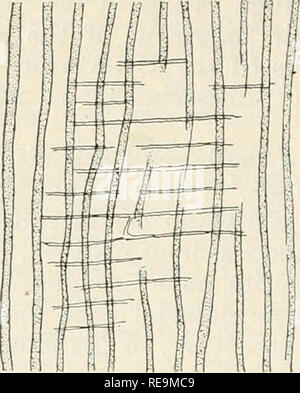 . Beiträge aus der Osborn botanischen Labor. Pflanzen. 318 C. J. Hylander - Mid-Devonian Callixylon.. Bitte beachten Sie, dass diese Bilder sind von der gescannten Seite Bilder, die digital für die Lesbarkeit verbessert haben mögen - Färbung und Aussehen dieser Abbildungen können nicht perfekt dem Original ähneln. extrahiert. Osborn botanischen Labor. [New Haven?] Osborn Botanical Laboratory, Yale University. Stockfoto