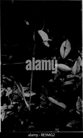 . Beiträge der botanischen Labor, Vol. 11. Botanik; Botanik. Heprinted von Thk American Orchid Soctety RiTT. hETiN,. Timo, 1034 heimischen Orchideen unsere östlichen Orchideen und ihre Kultivierung^6. Die Crested Orchideen Edgar T. Wherry süße Crest-Orchid, P og Onia ophioglossoides (L.) Ker. Die Mehrheit der Crested oder - Chids besetzen die am intensivsten saure Böden, die normalerweise in der Natur vorkommende. Diese, die manchmal als ist Rose Pogonia oder "Snake-Mund", - "eine unlovely Name für eine schöne Blume - tritt in praktisch jeder umfangreiche Sphagnum bog und saure Wiese im östlichen Unite Stockfoto