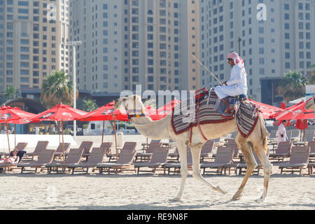 DUBAI, VAE - Januar 07, 2019: Kamele auf Wolkenkratzer Hintergrund am Strand Stockfoto