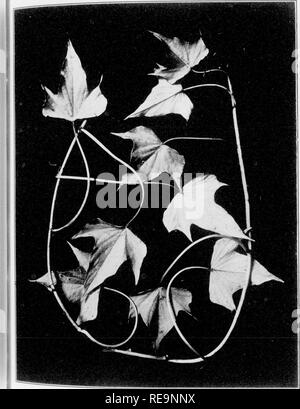 . Beiträge der botanischen Labor, Bd. 4. Botanik; Botanik. Bot. Contrib. Univ. Penn. Vol. IV, Platte XXI. 1 VB. FiQ. 42 - Kapo. t&AMP;Ma^^^^^^^^^^^^^ ui ^. Bitte beachten Sie, dass diese Bilder sind von der gescannten Seite Bilder, die digital für die Lesbarkeit verbessert haben mögen - Färbung und Aussehen dieser Abbildungen können nicht perfekt dem Original ähneln. extrahiert. Universität von Pennsylvania. Botanisches Labor. Philadelphia: Universität von Pennsylvania drücken Sie Stockfoto